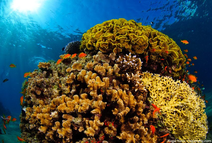 ../../../_images/Red_sea_coral_reef.jpg