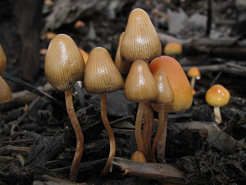 ../../../_images/Psilocybe_pelliculosa_122504.jpg